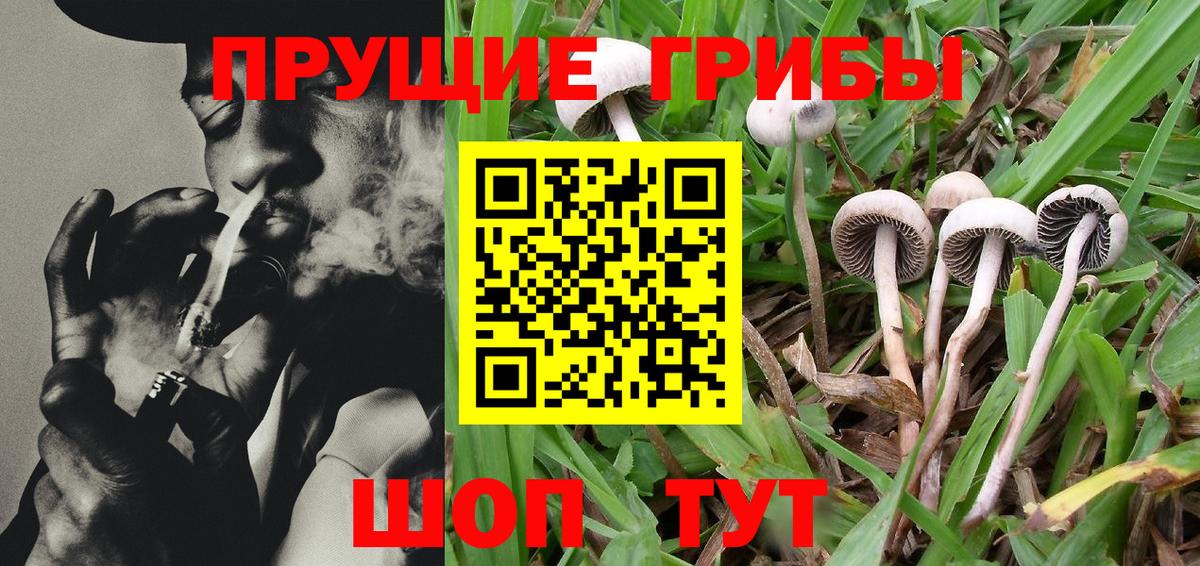 Псилоцибиновые грибы Cubensis Кушва